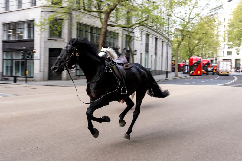 A Metropolitan Police spokesman said: 'We are aware of a number of horses on the loose in central London.' PA