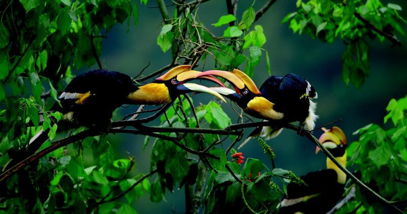 Great hornbills males battle in the air over territory , Western Ghats, IndiaSCREEN GRAB