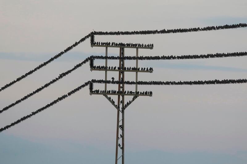 Starlings perched on an overhead powerline near the Israeli city of Beit Shean in the Jordan Valley. Menahem Kahana / AFP Photo