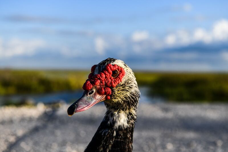 A turkey vulture in Everglades National Park. Global warming is threatening a subtropical wilderness that is home to more than 2,000 species of animals and plants.  AFP