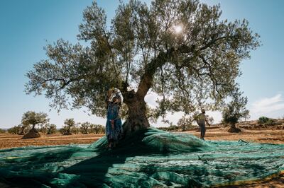 Many of the trees in the Ben Romdane estates were planted during the late 1800s. Erin Clare Brown / The National