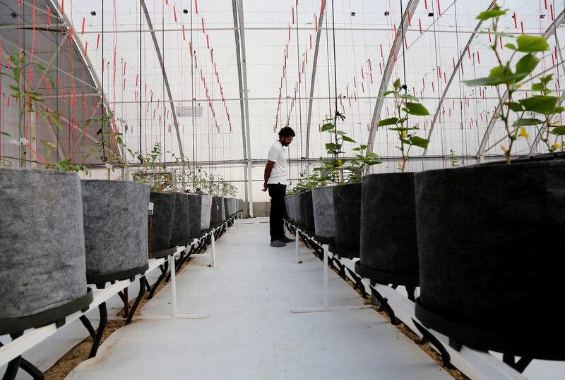 Tulima farm in Beheira, Egypt uses climate-controlled greenhouses and an LED lighting system in an attempt to increase yields while saving water and energy. Reuters