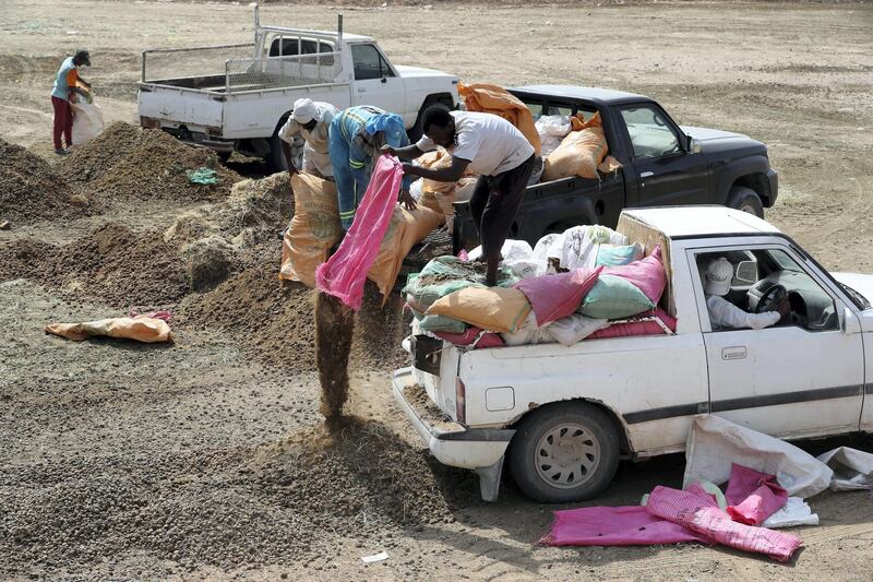 RAK ,  UNITED ARAB EMIRATES , JUNE 20 – 2019 :-  Workers downloading the bags containing the camel poop at the storage area near the camel farm in Ras Al Khaimah. Camel poop is turned into the biofuel for the cement factory in Ras Al Khaimah to generate energy for the production of cement. ( Pawan Singh / The National ) For Big Picture/Online/Instagram/News. Story by Anna