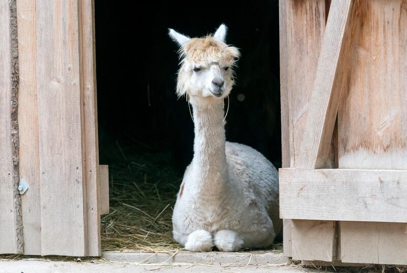 An alpaca  sit in ts enclosure at the animal park in Worms, Germany.  EPA