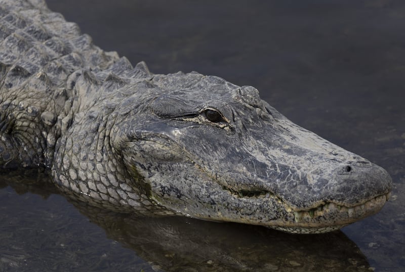 An alligator trapper arrived at the scene and captured the reptile, like the one seen here, two hours after witnesses called emergency services. AFP
