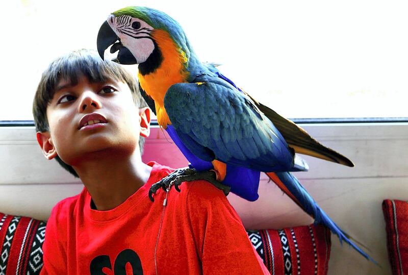 Zyman with his four months old Macaw Elijah at his home in the Living Legends in Dubai on April 22,2021. Pawan Singh / The National. Story by Nick Webster