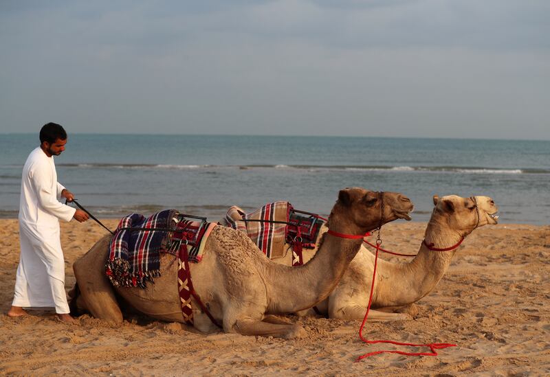 Young camels from the Arabian Desert Camel Riding Centre on a beach in Umm Al Quwain. All photos: Chris Whiteoak / The National