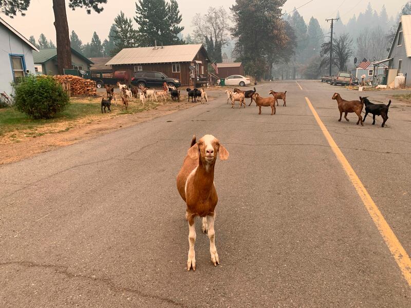 Goats wander through the abandoned, unburned streets looking for food after all residents were evacuated in Greenville, California.