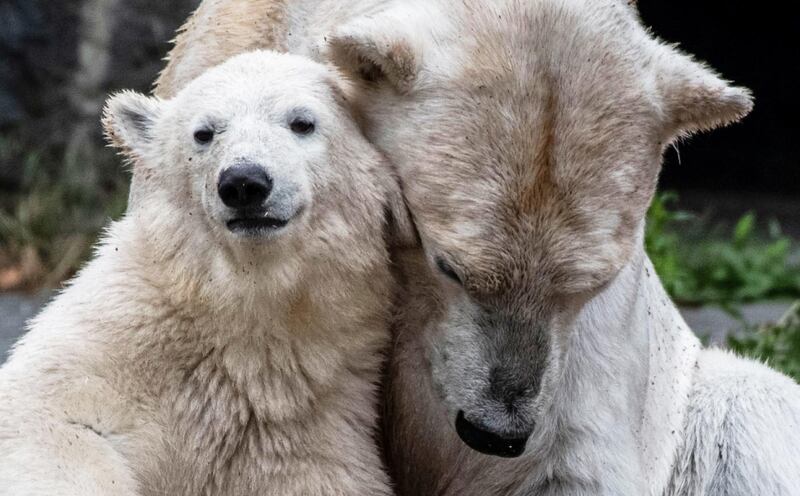 Polar bear cub Hertha and her mother Tonja at their enclosure at the Tierpark zoo in Berlin. AFP