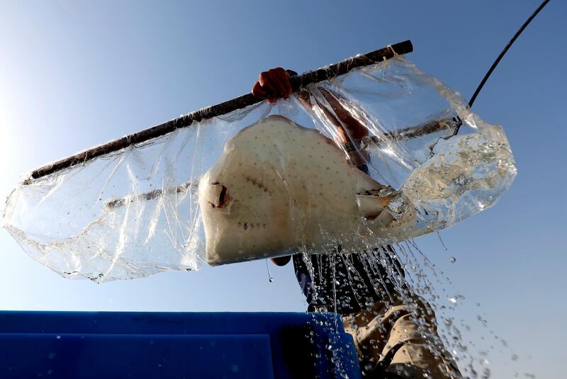 A stingray is taken from a water tank as part of a conservation project by Atlantis, The Palm at the Jebel Ali Wildlife Sanctuary in Dubai. A team of conservationists are releasing baby sharks bred in aquariums into the open sea in an effort to protect native marine species in the Arabian Gulf. AP