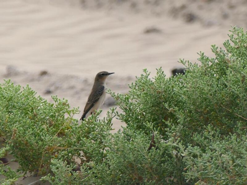 A species of wheatear bird in the UAE. Courtesy Noah Strycker