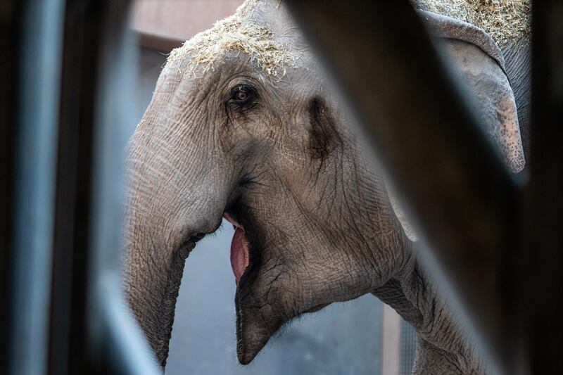 The 39-year-old male elephant Naing arrives at the Copenhagen Zoo, in Copenhagen, Denmark.  EPA