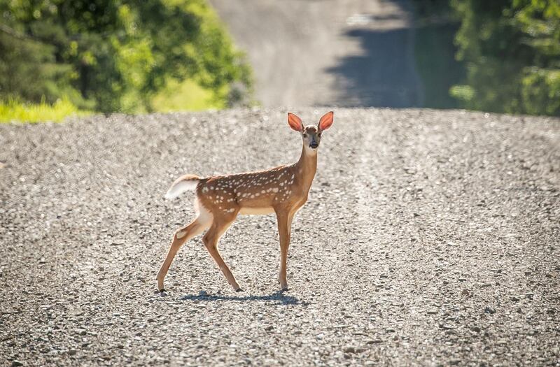 A deer crosses a dirt road in New Albion, New York, USA. Reuters