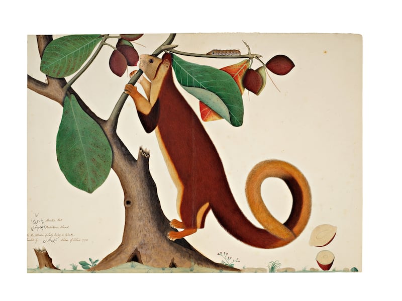 'A Malabar Giant Squirrel in an Almond Tree', from the Impey album, signed by Shaykh Zayn Al-Din, Company School, Calcutta, dated 1778 (est £200,000-£300,000). Photo: Sotheby's