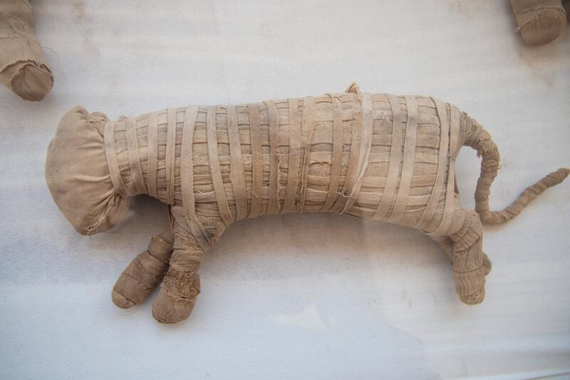 Several mummified cats were also discovered. EPA
