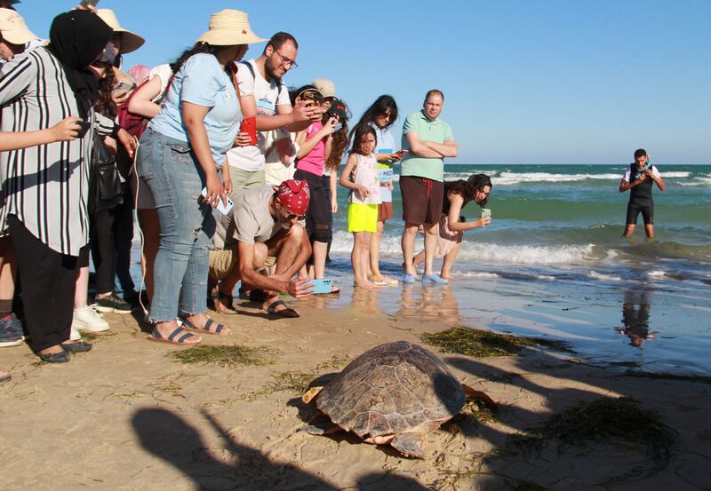 Two other turtle species are found in the Mediterranean, green and leatherback turtles.