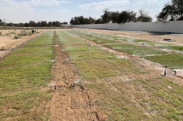 The liquid nanoclay being sprayed on grass in Dubai. The stretches replicate a Dubai Municipality park. Courtesy Desert Control Middle East