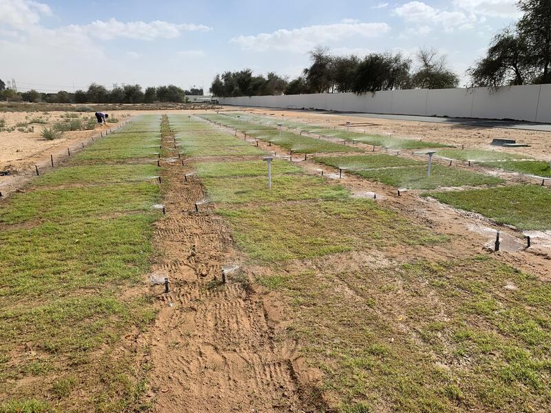 The liquid nanoclay being sprayed on grass in Dubai. The stretches replicate a Dubai Municipality park. Courtesy Desert Control Middle East