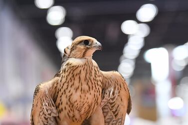 Falcons have a long heritage in Bedouin culture and were once used to catch food. Courtesy: Adihex