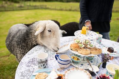 Taking afternoon tea with a pair of 'naughty' sheep is also an experience on offer. Courtesy Airbnb