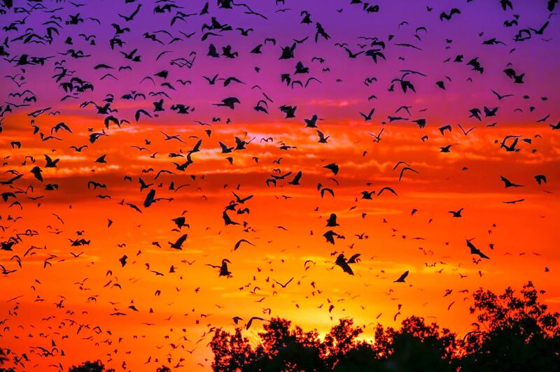 Millions of straw coloured fruit bats leave their roost at sunset to head into the surrounding forest to feed, Zambia
