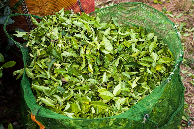 14th February 2013, Munnar, Kerala, India.  Full bags of freshly picked tea leaves on the Lockhart Tea Estate owned by HML, near Munnar, Kerala, India on the 14th February 2013 . Simon de Trey-White for The National