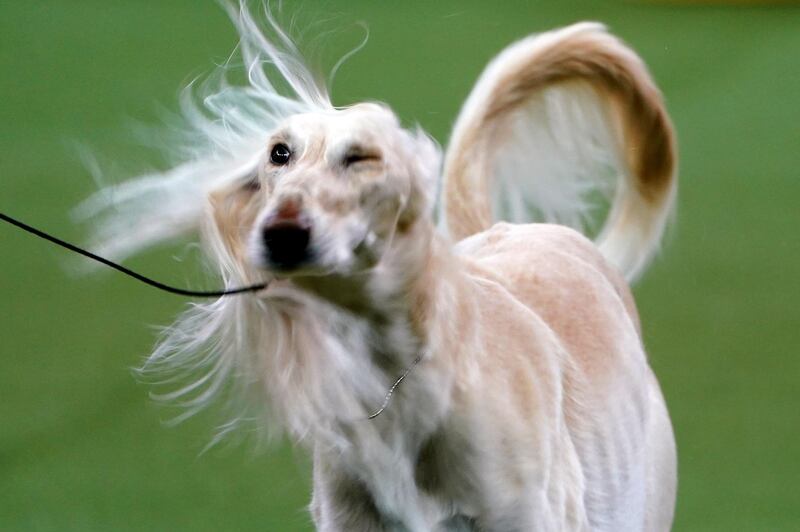 Desert dog: A saluki named Stewart is judged at the 2020 Westminster Kennel Club Dog Show on February 10, 2020. Reuters