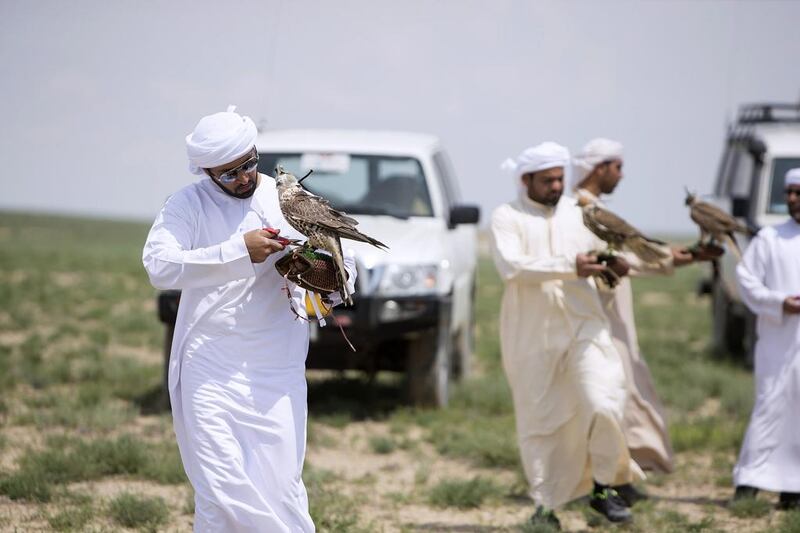 Sultan al Ameemi, the External Affairs Director at the private office of Sheikh Mohammed bin Zayed, Crown Prince of Abu Dhabi and Deputy Supreme Commander of the Armed Forces, prepares to release a  female saker falcon.