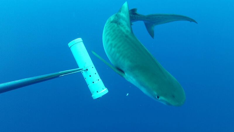 A Tiger Shark in the British Indian Ocean Territory. Courtesy the Marine Futures Lab, University of Western Australia