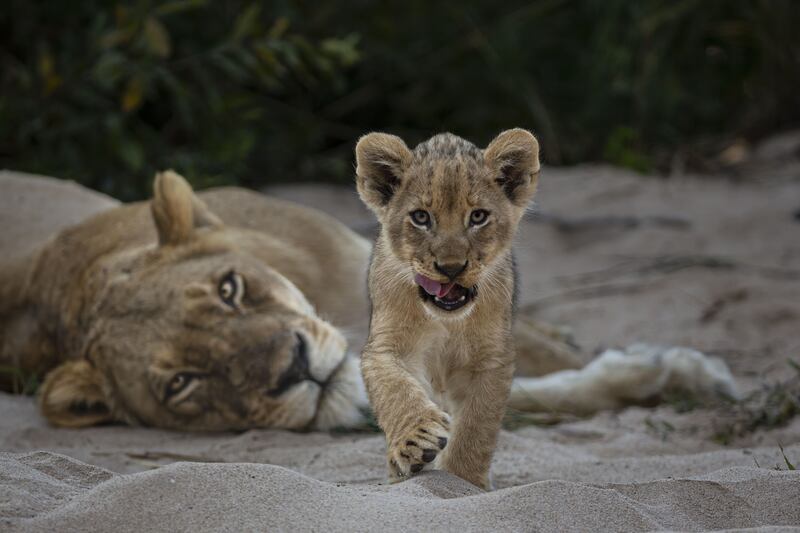 Curiosity by Gerald Hinde shows lions in South Africa's Greater Kruger National Park