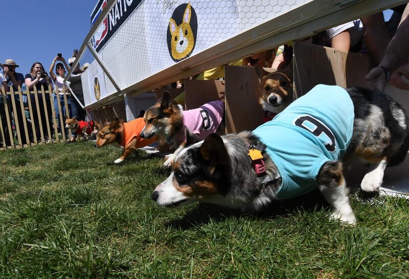 Corgi dogs race during the SoCal 'Corgi Nationals' championship at the Santa Anita Horse Racetrack in Arcadia, California. The event saw hundreds of Corgi dogs compete for the fastest dog title at the 17 race event. Mark Ralston / AFP
