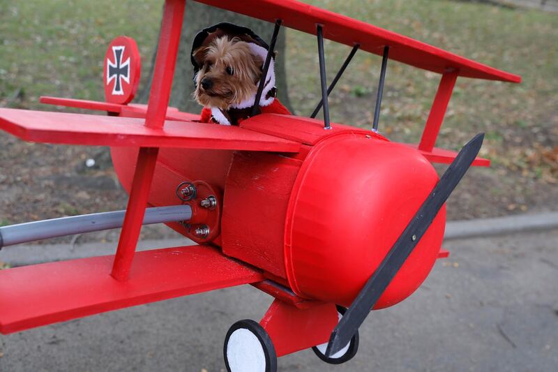 Lincoln the Yorkshire Terrier, dressed as the Red Baron, sits in his costume at the Tompkins Square Halloween Dog Parade in Manhattan, New York City. Reuters