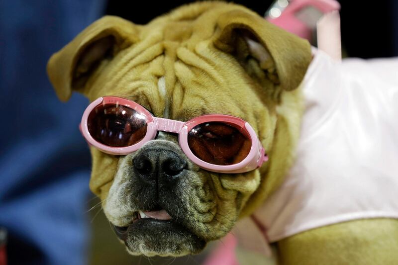 Harley waits to be judged during the 34th annual Drake Relays Beautiful Bulldog Contest, Monday, April 22, 2013, in Des Moines, Iowa. The pageant kicks off the Drake Relays festivities at Drake University where a bulldog is the mascot. (AP Photo/Charlie Neibergall) *** Local Caption ***  Beautiful Bulldog.JPEG-05238.jpg