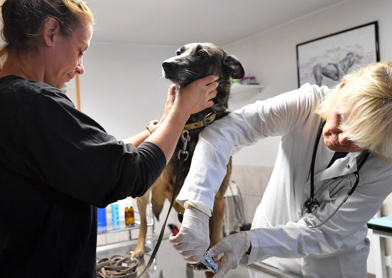 A Bosnian vet grooms a Belgian Malinois dog at training facility for mine detection dogs near Sarajevo. AFP