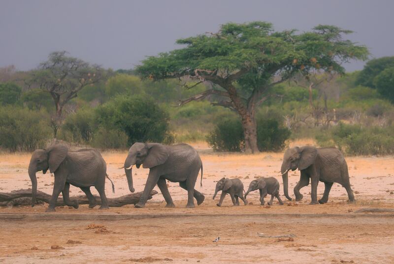 A herd of elephants make their way through the Hwange National Park, Zimbabwe, in search of water. AP Photo