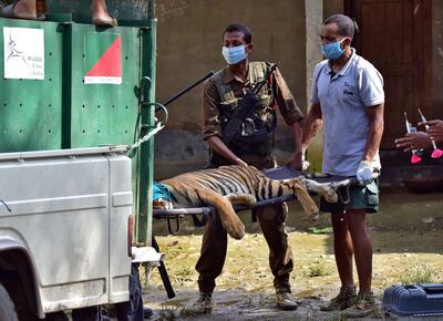 Forestry officials remove a tranquilised tiger that strayed from Kaziranga National Park and took shelter in a house at Baghmari village, in Nagaon district, in India's north-eastern state of Assam. Reuters