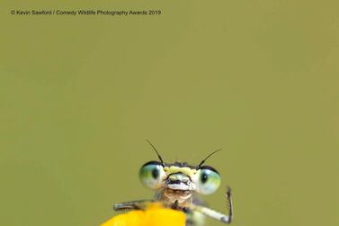 The Comedy Wildlife Photography Awards 2019 Kevin Sawford Bury St. Edmunds United Kingdom Phone: 07810308874 Email: enquiries@kevinsawford.com Title: Hello Description: Early mornings are a great time to find damselflies warming up on summer days. I found this individual on the yellow iris flower, as it warmed up it would stretch it's legs giving me the opportunity to capture this image of it seemingly waving at me. Animal: Common blue damselfly Location of shot: Norfolk Broads, UK