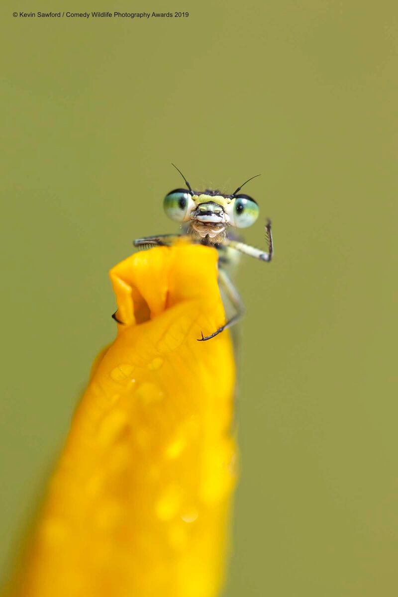 The Comedy Wildlife Photography Awards 2019
Kevin Sawford
Bury St. Edmunds
United Kingdom
Phone: 07810308874
Email: enquiries@kevinsawford.com
Title: Hello
Description: Early mornings are a great time to find damselflies warming up on summer days. I found this individual on the yellow iris flower, as it warmed up it would stretch it's legs giving me the opportunity to capture this image of it seemingly waving at me.
Animal: Common blue damselfly
Location of shot: Norfolk Broads, UK