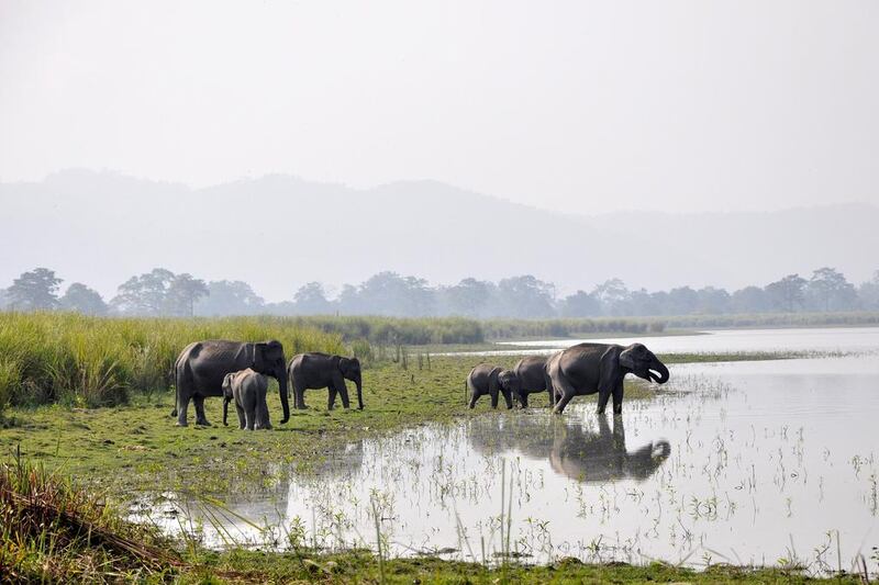 Elephants in Kaziranga National Park. The park, in Assam, is also credited with almost single-handedly keeping the Indian one-horned rhino from the brink of extinction. Hermes Images / AGF / UIG via Getty Images