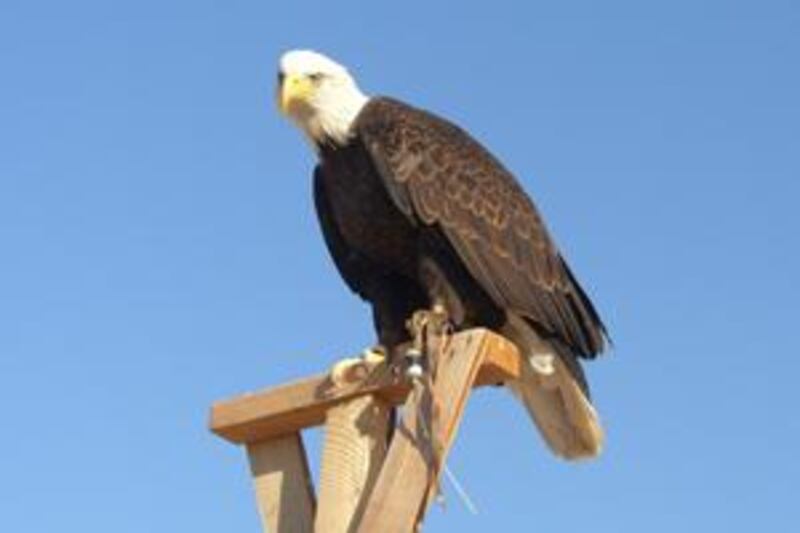 An undated photograph of a Bald Eagle named Jon who has gone missing in Dubai. Courtesy Joachim Block