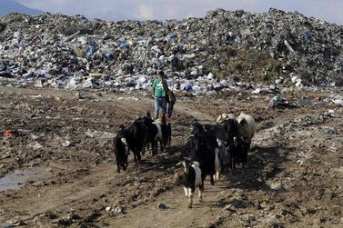 A Syrian girl hoards her livestock near a garbage dump at the entrance of Joubb Jannine, in Lebanon's west Bekaa valley. Joseph Eid / AFP