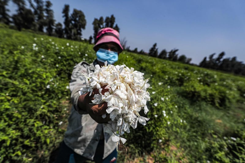 A worker wearing a face mask presents a handful of harvested jasmine flowers in a field at the village of Shubra Beloula in Egypt's northern Nile delta province of Gharbiya. AFP