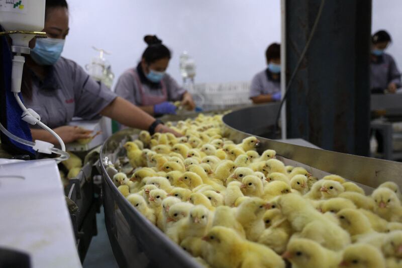 Workers check chicks at an egg incubation workshop in Binzhou in China's eastern Shandong province. AFP