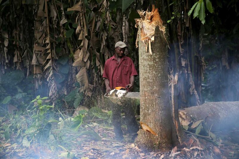 A man cuts down a tree in an unreserved forest in Igede-Ekiti township. Nigeria lost just over 2 million hectares of forest annually between 2005-2010 driven by agricultural expansion, logging and infrastructure development, according to UN data. Akintunde Akinleye / Reuters