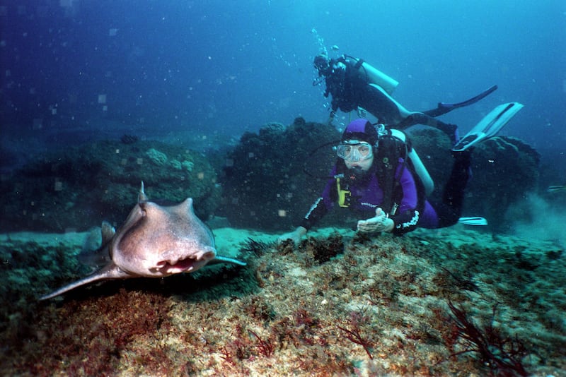 Dr Sylvia Earle, pictured, says sharks need protection if they are to help restore ocean ecosystems. Getty Images