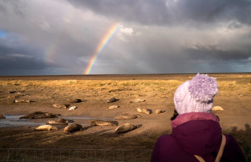 A woman views grey seals and their pups at Donna Nook National Nature Reserve in Lincolnshire, England, on Monday. Grey seals come to the area every year in late October, November and December to give birth. PA