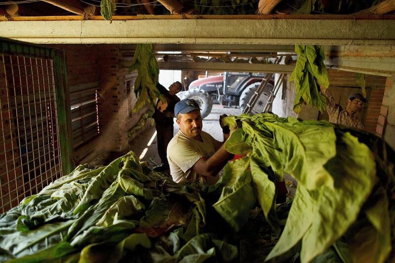 Workers prepare dark tobacco plants to be hung at a traditional tobacco drying warehouse during the tobacco harvest. Pablo Blazquez Dominguez / Getty Images