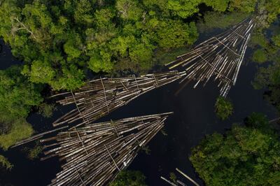 Logs of wood seized by the Amazon Military Police at the Manacapuru River in Manacupuru, Amazonas State, Brazil, on July 16, 2020. AFP