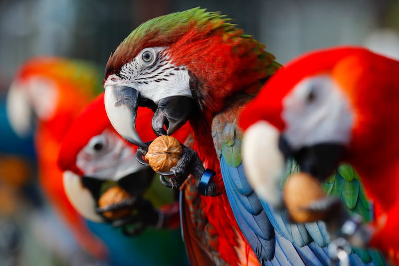 Macaws are an endangered species mainly due to deforestation, hunting and the illegal pet trade. EPA