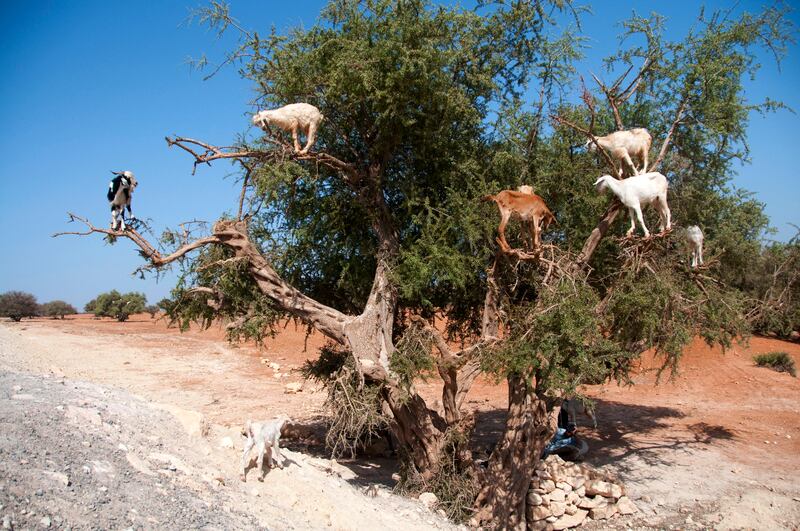 Goats climbing an Argan tree to reach its fruit, near Essaouira, Morocco. AFP 